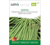 Sativa Haricot Nain Extra Fin Bio "Odessa" - 1 sachet