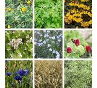 Sativa Mélange de Sous-Semis Bio "Florina" - 1 sachet