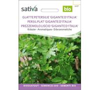 Sativa Persil Plat Bio "Gigante D'Italia" - 1 sachet