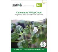 Sativa Petit Calament Vivace Bio "Calamintha White Cloud" - 0,10 g