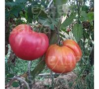 Sativa Tomate Bio "Ponderosa Pinky" - 25 Graines
