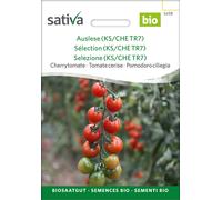 Sativa Tomate Cerise Bio "Tiamarie" - 1 sachet