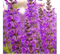 Sauge arbustive Blue Note - Salvia microphylla - 30/40 cm Godet de 9 cm