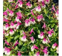 Sauge d'automne Mirage™ Rose Bicolor