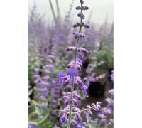 Sauge de sibérie 'prime time' taille du pot - en pot de 3 litres