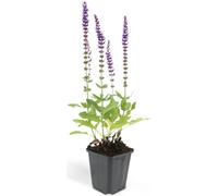 Sauge décorative - Salvia nemorosa 'Ostfriesland' - Pot de 9cm - Set de 6 plantes