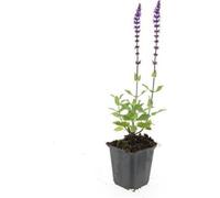Sauge ornementale - Salvia nemorosa 'Caradonna' - Pot de 9cm - Set de 40 plantes