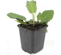 Sauge ornementale - Salvia nemorosa 'Mainacht' - Pot de 9cm - Set de 40 plantes