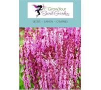 Sauge - Salvia nemorosa Rosa - vivace