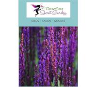 Sauge - Salvia nemorosa Viola - vivace