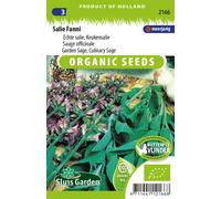 Sauge (Salvia officinalis) - Graines- Env. 0,6 gr | SG2166
