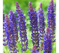 Sauge sclarée Salvia East Friesland Plante herbacée vivace à fleurs parfumées