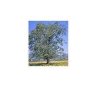 Saule Écorce 250 G Poudre Salix Alba