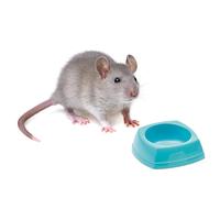 Savic Nibble Small Animal Feeding Bowl Small 8x8x3.5cm x 24