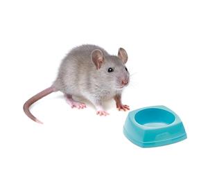 Savic Nibble Small Animal Feeding Bowl Small 8x8x3.5cm x 24