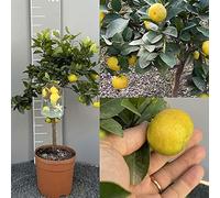 SAVINI VIVAI Agrume, citron vert doux de Roma ou Pursha, en pot de 35 cm hauteur 150-180 cm 6-7 ans de raffinement,