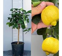 SAVINI VIVAI Agrume Tilleul romain ou Patriarche en pot de 20 cm hauteur 70 cm 2-3 ans de greffage,