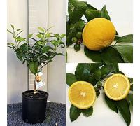 SAVINI VIVAI Bergamotière, agrume, Bergamote Castagnaro en pot de 20 cm hauteur 70 cm 2-3 ans de raffinement,