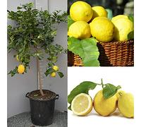 SAVINI VIVAI Citronnier, Agrume, Citron de Sorrente Ovale, en Pot de 35 cm Hauteur 150-180 cm 6-7 Ans de Greffe,