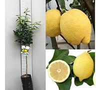 SAVINI VIVAI Citronnier, Agrume, Citron Retranché de Syracuse, en phytocelle, Hauteur 100-120 cm Greffé pendant 1 an,
