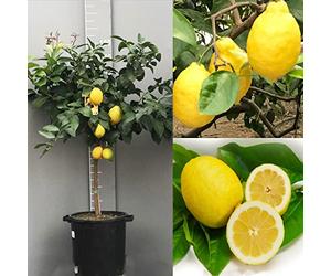 SAVINI VIVAI citronnier, agrume Citron Sfusato Amalfi en pot de 35 cm hauteur 150-180 cm 6-7 ans de greffage, fabriqué en Italie