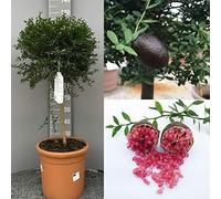 SAVINI VIVAI Citronnier, caviar rouge, agrume, tilleul, plant de citronnier en pot, 35 cm hauteur 120-140 cm 4 ans de greffage, fabriqué en Italie