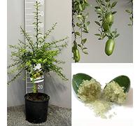 SAVINI VIVAI Citronnier, Caviar Vert, Faustrime, Agrume, Tilleul, Semis de Citron en Pot, 20 cm Hauteur 50-70 cm 2 Ans de Greffe,
