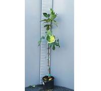 SAVINI VIVAI Figuier vert Plante fruitière Arbre en pot 22-24 cm 2-3 ans Hauteur 130-150 cm