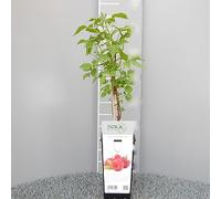 SAVINI VIVAI Framboisier rouge à floraison tardive, bonheur d'automne, plantes à baies, arbre en pot, 11 x 11 cm hauteur 50 cm