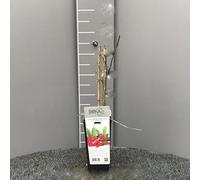 SAVINI VIVAI Goji Plante, Plantes à Baies, Arbre en Pot, 11 x 11 cm Hauteur 50 cm