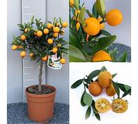 SAVINI VIVAI Kumquat Plante Mandarine Chinoise Agrume Rond Kumquat Fortunella Japonica en Pot 20 cm Hauteur 70 cm 2-3 Ans de Greffage