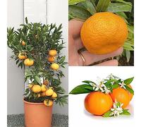SAVINI VIVAI Mandarine Plante Agrume Tardif Ciaculli Mandarine en Pot de 20 cm Hauteur 70 cm 2-3 Ans de Greffage Fabriqué en Italie