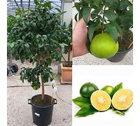 SAVINI VIVAI mapo citrus clémentine plante en pot de 35 cm hauteur 150-180 cm 6-7 ans de greffage,