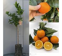 SAVINI VIVAI Naranjo Cara Cara Oranger citronné en phytocelle, hauteur 100-120 cm 1 an de greffage, fabriqué en Italie