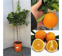 SAVINI VIVAI Oranger, Agrume, Orange douce à chair jaune, Nombril de Washington, en pot de 24 cm Hauteur 90-110 cm 3-4 ans de greffage,
