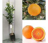 SAVINI VIVAI Oranger, Agrume, Tarocco Gallo Orange en Phytocell, Hauteur 100-120 cm 1 an de greffage,