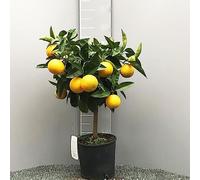 SAVINI VIVAI Oranger de Valence, oranger agrume en pot de 20 cm, hauteur 70 cm, 2-3 ans de greffage, fabriqué en Italie