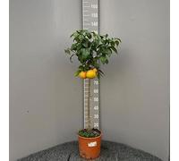 SAVINI VIVAI Pamplemousse, Pamplemousse Rose Agrume, en Pot de 24 cm Hauteur 90-110 cm 3-4 Ans de Greffage,