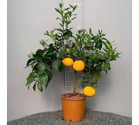 SAVINI VIVAI Plant de pamplemousse, agrume, pamplemousse rouge en pot de 20 cm hauteur 70 cm 2-3 ans de greffage, fabriqué en Italie