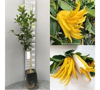 SAVINI VIVAI Plante de cèdre, agrume, cèdre, main de Bouddha en phytocelle, hauteur 100-120 cm 1 an de greffage, fabriqué en Italie