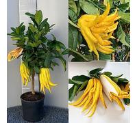 SAVINI VIVAI Plante de cèdre, agrume, Main de Bouddha, cèdre en pot de 20 cm hauteur 70 cm 2-3 ans de raffinement,