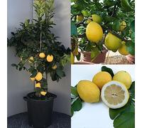SAVINI VIVAI Plante de Citronnier Agrumes Citron Zagara Blanche en Pot de 35 cm Hauteur 150-180 cm 6-7 Ans de greffe Made in Italy