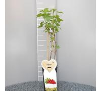 SAVINI VIVAI Plante de groseille rouge précoce, Jonkheer Van Tets, plantes à baies, arbre en pot, 11 x 11 cm, hauteur 50 cm