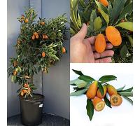 SAVINI VIVAI Plante de kumquat, agrume mandarin chinois, kumquat géant en pot de 35 cm, hauteur 150-180 cm, 6-7 ans de greffage,