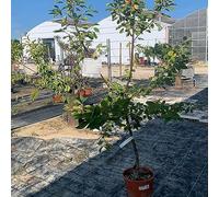 SAVINI VIVAI Plantes fruitières Bigarreau Moreau Cerisier en pot 22-24 cm 2-3 ans Hauteur 130-150 cm Fabriqué en Italie