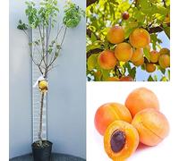 SAVINI VIVAI Plantes fruitières Plante d'abricot Porche en pot 22-24 cm 2-3 ans Hauteur 130-150 cm