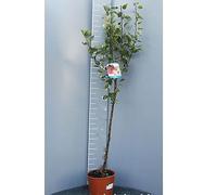SAVINI VIVAI Pommier Rouge Starking, Plantes Fruitières, Pommier en Pot, 22-24 cm 2-3 ans, Hauteur 130-150 cm