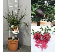 SAVINI VIVAI SAVINI VIVAI Citronnier, caviar rouge, agrume, tilleul, plant de citronnier en pot, 20 cm hauteur 50-70 cm 2 ans de greffage, fabriqué en Italie