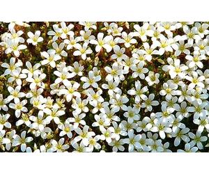 Saxifraga blanc - Saxifrage mousse 100, Perce-pierre - Gazon Turc plante vivace, couvre-sol
