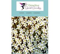 Saxifrage arendsii White - Gazon Turc - vivace, rocaille, couvre-sol